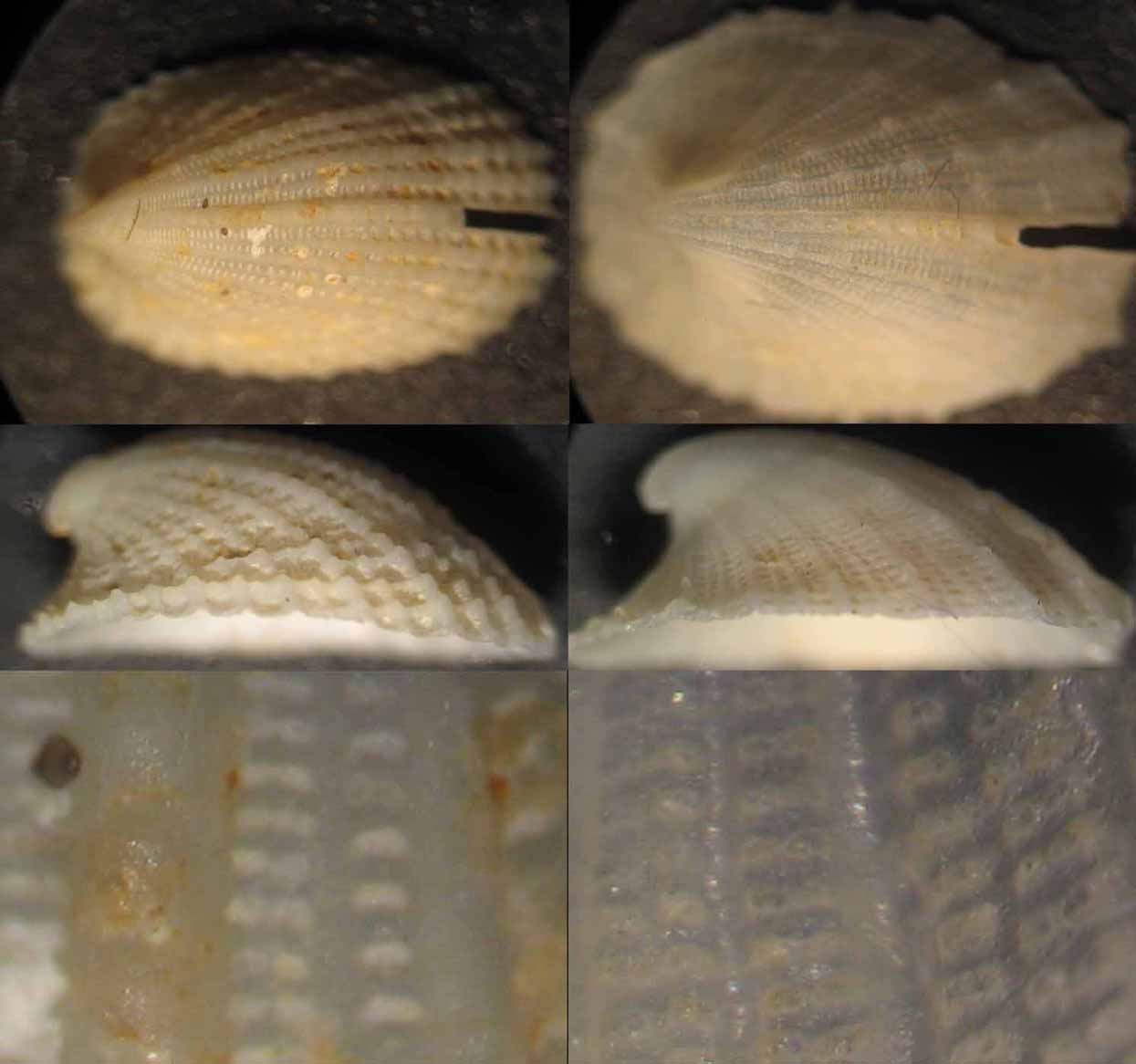 Emarginula octaviana Malta?....  e sicula